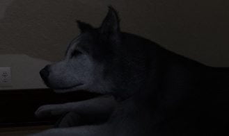 Dogmonic Adult Game Screenshots (5)