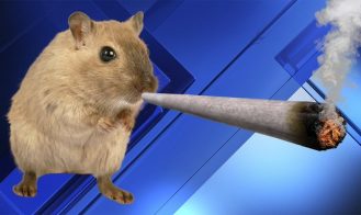 Coom Club Adult Game Screenshots (1)